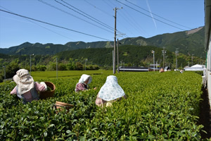 生茶葉摘み取りの写真